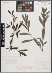 Foto von Salix appendiculata Vill. x Salix purpurea L.